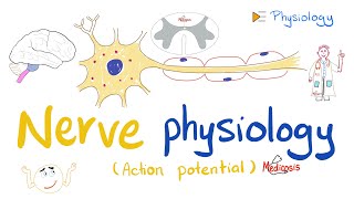 Nerve Physiology 🧠  Introduction to the Action Potential  Physiology Playlist [upl. by Gherlein]