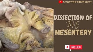 DISSECTION OF THE MESENTERY OF THE SMALL AND LARGE INTESTINE [upl. by Sihun119]