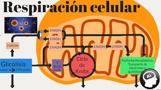 Respiración celular [upl. by Elleivap]