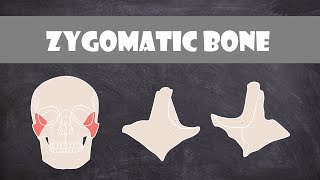 Zygomatic Bone  Anatomy [upl. by Atiugal351]