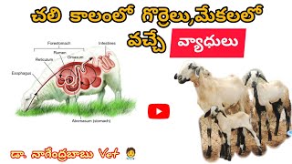 గొర్రెలుమేకలకు వచ్చే వ్యాధులుsheep amp goat disease and treatmentsheep goat sheepdisease disease [upl. by Novaj]