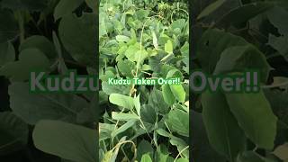 Kudzu Plant Invasion kudzu plants plantshorts invasivespecies plants viralshorts [upl. by Gretel]