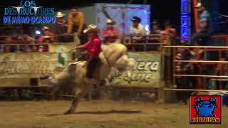 PICARDIA MEXICANA VS GUERITO DE GARZONES CON DESTRUCTORES EN OAXACA [upl. by Aelanej924]