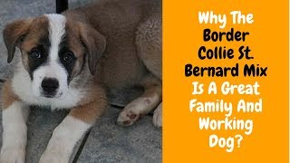 All About The Border Collie St Bernard Mix [upl. by Ecidnac]