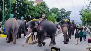 Mysore dasara 2024 gajapayana Mysore Dasara Elephant 🐘 Rounds 2024 Bheema Abhimanyu [upl. by Sekoorb]