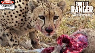 Male Cheetah Feeds On A Duiker [upl. by Lertram]