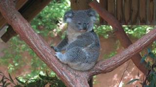 Koala La Zoo [upl. by Sadoff]