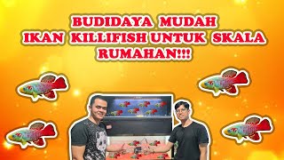 BUDIDAYA MUDAH IKAN KILLIFISH RED GUENTHERI UNTUK SKALA RUMAHAN [upl. by Bayard]