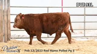 Davidson Gelbvieh Bull Lot DVE 93L sells Friday March 1 2024 [upl. by Kara-Lynn]