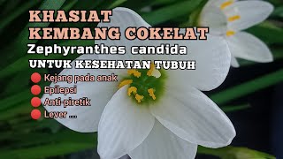 Khasiat Kembang Cokelat untuk Kesehatan  Kejang Epilepsi Lever Antipiretik [upl. by Zakarias]