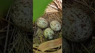 Three Speckled Eggs in a Bird Nest [upl. by Leah253]