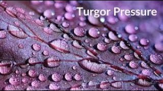 What is Turgor pressure in plantsscientia techneepisteme [upl. by Berenice]