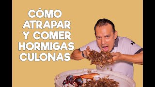 CÓMO ATRAPAR Y COMER HORMIGAS UKUIS O LAS DENOMINADAS CULONAS [upl. by Noraj317]