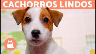 VÍDEOS DE CACHORROS FOFOS EM 4K por que tão lindos 😍 [upl. by Bale]