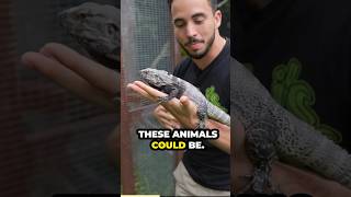 Spiny Tailed Iguanas as Pets [upl. by Sutsuj517]