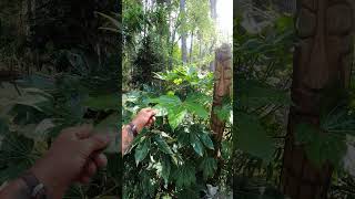 Our seed grown Fatsia japonica plants are thriving garden gardening palmtrees [upl. by Aratahs]