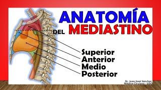 🥇 MEDIASTINO Anatomía Divisiones Contenido Limites [upl. by Natie]