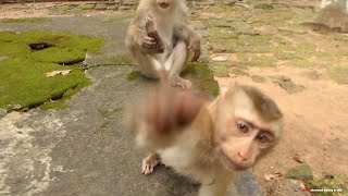 🔴 Live  our adorable monkey and baby monkey reaction today [upl. by Werby]