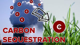 What is Carbon Sequestration [upl. by Baudoin]