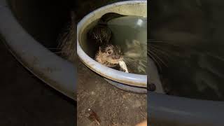 Live Feeding Otters In The Evening [upl. by Belldas328]