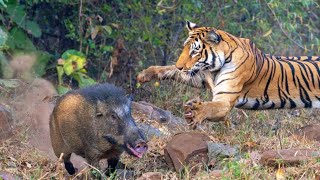 tigers ches wild boar 🐗 sariska tiger reserve rajsthan sariska sariskanationalpark rajsthan [upl. by Ahscrop]