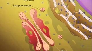 Lysosomes HD Animation [upl. by Soilissav567]