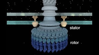 The Bacterial Flagellar Motor [upl. by Michaelina]