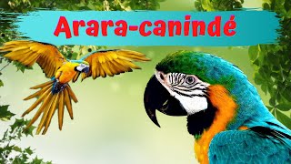 Arara canindé  Conheça essa colorida Arara [upl. by Willdon652]