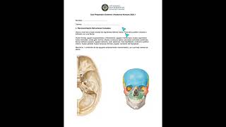 Repaso Osteología y Cavidades Cara [upl. by Meihar625]