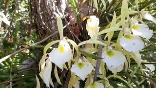 lindas brassavola em seu habitat naturalanaturezapreservandoavida natureza orchid [upl. by Darwin9]