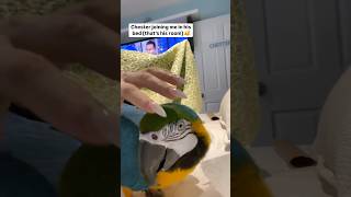 😂😂🤷🏼‍♀️macaw parrot talkingparrot talkingbird cutebird funnybirdpetbirdreelsininstagram [upl. by Esmeralda]