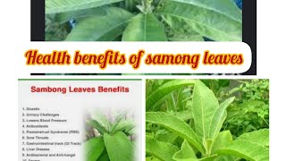 health benefits of sambong leaves [upl. by Roberta]