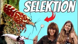 Garnelen richtig selektieren🔎 mit Contest Siegerin Saskia Zuchtziel PBL Galaxy Fishbone Boa Bee [upl. by Atilamrac]