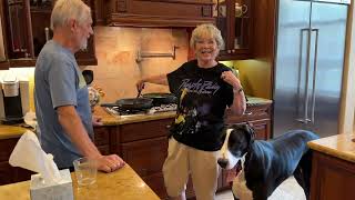 Great Dane Supervises Thanksgiving Sausage Chestnut Stuffing Dressing Prep [upl. by Dyoll]