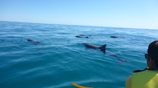 Dolphin View Sea Kayak Tour  Noosa to Double Island Point [upl. by Dow]