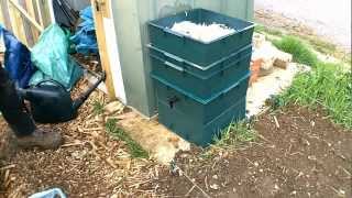 Allotment Day 37  War on Slugs Nemotodes  Wormery Update [upl. by Seale558]