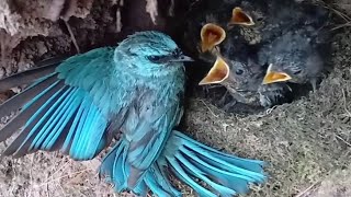 Verditer flycatcher Birds Mother feeds baby in nest Review Bird Nest [upl. by Hasen]