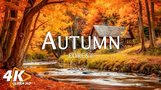 Peaceful Fall Ambience 🍁 Warm Hues and Beautiful Relaxing Music  Autumn Forest 4K UHD [upl. by Bently]