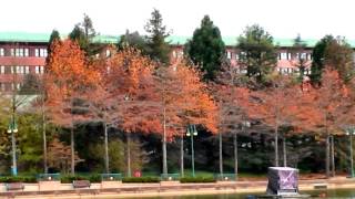 Disneys Sequoia Lodge Hotel Disneyland Paris [upl. by Conti]