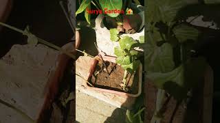 Mehnat gardening viralvideo [upl. by Eenrahc]