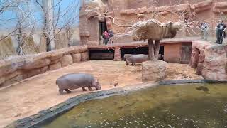 Wroclaw Zoo hippopotamus 27102023 [upl. by Ahsait]