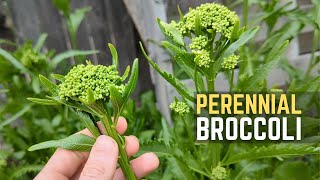 Get Easy amp Delicious Broccoli With This UNSTOPPABLE Perennial [upl. by Kcirneh]