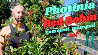 Le Photinia Red Robin [upl. by Calabrese952]