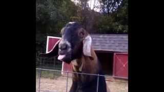 Goat making funny noise with tongue [upl. by Bee]