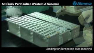 Antibody Purification Protein A Column [upl. by Hasty128]