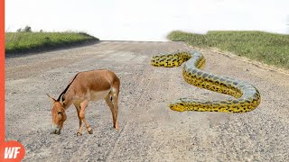 When an Anaconda Attacks DonkeyIt Swallowed It Immediately [upl. by Aynatal]