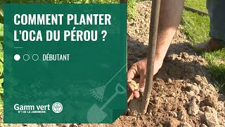 TUTO Comment planter loca du Pérou   Jardinerie Gamm vert [upl. by Dnomso]