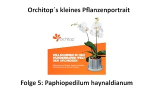 Orchitops kleines Pflanzenportrait Folge 5 Paphiopedilum haynaldianum [upl. by Uuge]