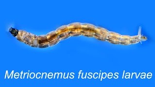 METRIOCNEMUS FUSCIPES larvae [upl. by Seumas]