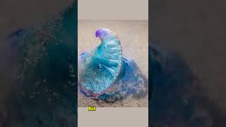 Fascinating Facts About the Portuguese Man O War portuguesemanofwar sealife animalcuriosities [upl. by Wills]